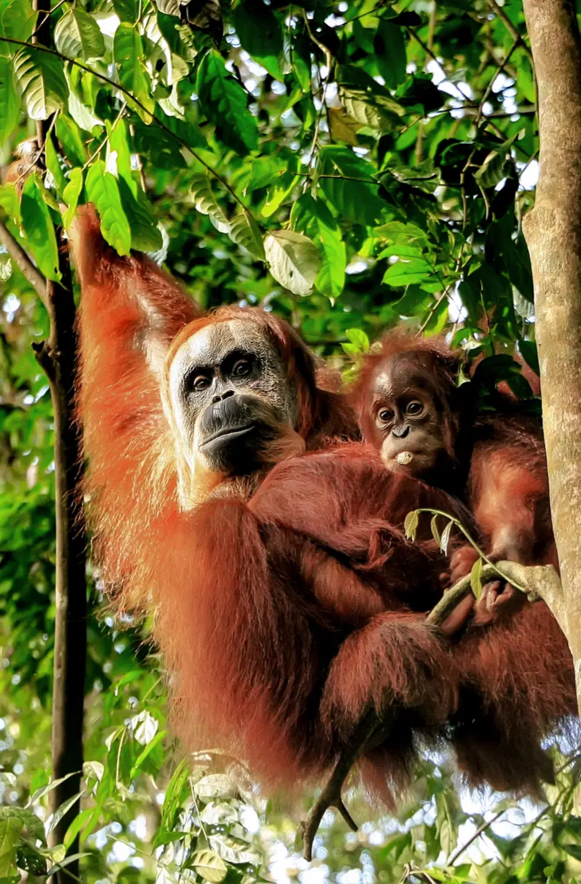 Oferta - Szkolenie wyjazdowe ODZ: Singapur, Jawa, Bali i Sumatra - wulkany i orangutany
